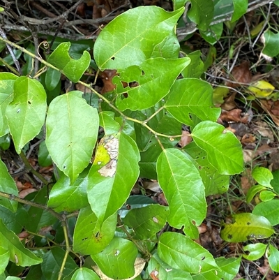 Cissus antarctica (Water Vine, Kangaroo Vine) at Iluka, NSW - 10 Sep 2024 by Tapirlord