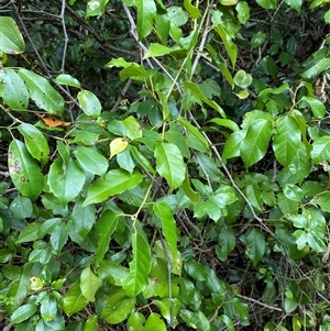 Cissus antarctica at Iluka, NSW - 10 Sep 2024 11:52 AM