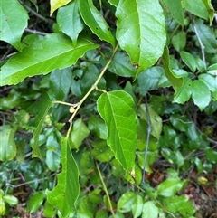 Cissus antarctica at Iluka, NSW - 10 Sep 2024 11:52 AM