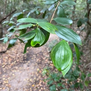 Trochocarpa laurina at Iluka, NSW - 10 Sep 2024 11:49 AM