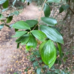 Trochocarpa laurina at Iluka, NSW - 10 Sep 2024 11:49 AM