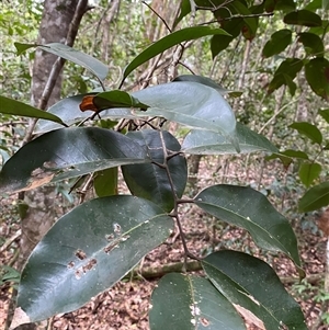 Mischocarpus pyriformis (Yellow Pear-Fruit) at Iluka, NSW - 10 Sep 2024 by Tapirlord