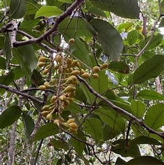 Mischocarpus pyriformis at Iluka, NSW - 10 Sep 2024 11:48 AM