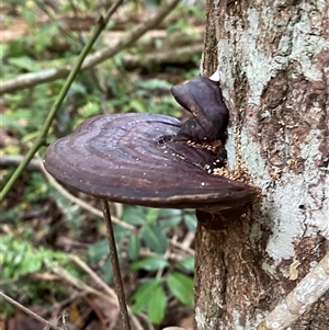 Unidentified Polypore - Non-fleshy texture, stem central or lateral  at Iluka, NSW - 10 Sep 2024 by Tapirlord