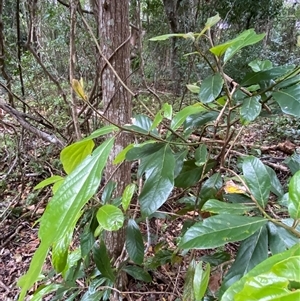Litsea australis at Iluka, NSW - 10 Sep 2024 11:45 AM