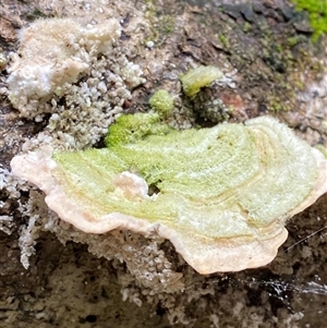 Trametes versicolor at Iluka, NSW - 10 Sep 2024 by Tapirlord