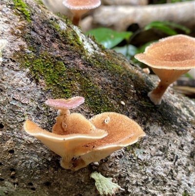 Unidentified Fungus at Iluka, NSW - 10 Sep 2024 by Tapirlord