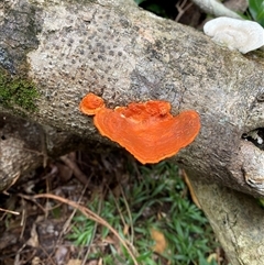 Trametes (old Pycnoporus sp.) (Scarlet Bracket) at Iluka, NSW - 10 Sep 2024 by Tapirlord