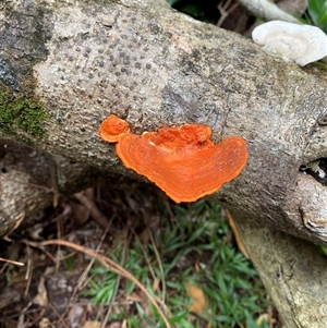 Trametes coccinea at Iluka, NSW - 10 Sep 2024 by Tapirlord