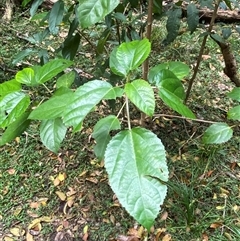 Dendrocnide photiniphylla (Shiny-Leaved Stinging Tree) at Iluka, NSW - 10 Sep 2024 by Tapirlord