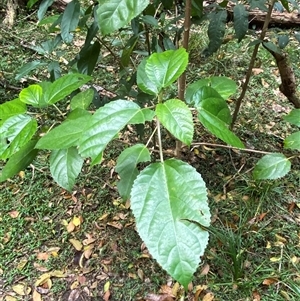 Dendrocnide photiniphylla at Iluka, NSW - 10 Sep 2024 11:30 AM