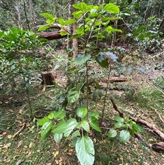 Dendrocnide photiniphylla at Iluka, NSW - 10 Sep 2024 11:30 AM