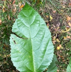 Dendrocnide photiniphylla at Iluka, NSW - 10 Sep 2024 11:30 AM