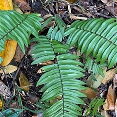 Pellaea falcata (Sickle Fern) at Iluka, NSW - 10 Sep 2024 by Tapirlord