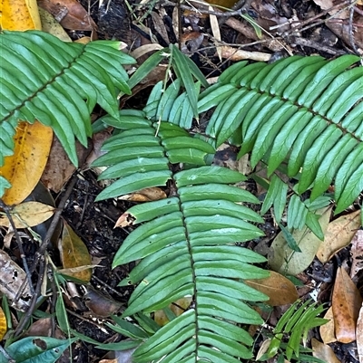 Pellaea falcata (Sickle Fern) at Iluka, NSW - 10 Sep 2024 by Tapirlord