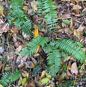 Pellaea falcata at Iluka, NSW - suppressed