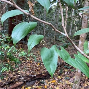 Dioscorea transversa at Iluka, NSW - 10 Sep 2024 11:30 AM