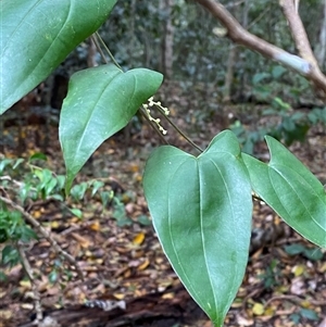 Dioscorea transversa at Iluka, NSW - 10 Sep 2024 11:30 AM