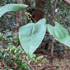 Dioscorea transversa at Iluka, NSW - 10 Sep 2024 11:30 AM