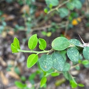 Maclura cochinchinensis at Iluka, NSW - 10 Sep 2024 11:09 AM