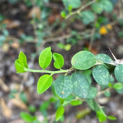 Maclura cochinchinensis (Cockspur Thorn) at Iluka, NSW - 10 Sep 2024 by Tapirlord