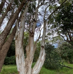 Eucalyptus tereticornis (Forest Red Gum) at Iluka, NSW - 10 Sep 2024 by Tapirlord