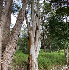 Eucalyptus tereticornis at Iluka, NSW - 10 Sep 2024 10:58 AM