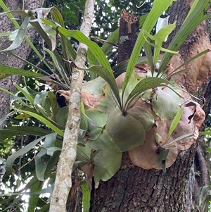 Platycerium bifurcatum at Iluka, NSW - suppressed