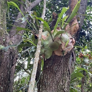 Platycerium bifurcatum at Iluka, NSW - suppressed