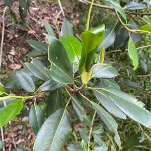 Ficus watkinsiana (Strangling Fig, Nipple Fig) at Iluka, NSW - 10 Sep 2024 by Tapirlord