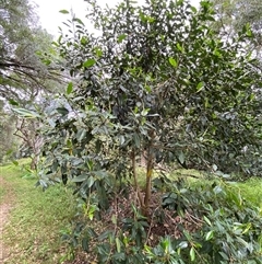 Ficus watkinsiana at Iluka, NSW - 10 Sep 2024 10:56 AM