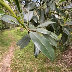 Ficus watkinsiana at Iluka, NSW - 10 Sep 2024 10:56 AM