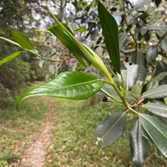 Ficus watkinsiana at Iluka, NSW - 10 Sep 2024 10:56 AM