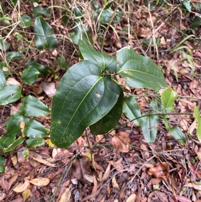 Smilax australis (Barbed-Wire Vine) at Iluka, NSW - 10 Sep 2024 by Tapirlord