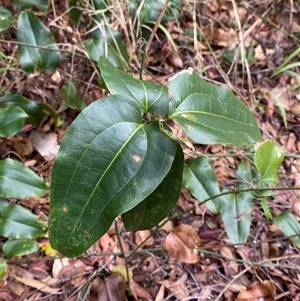 Smilax australis at Iluka, NSW - 10 Sep 2024 10:53 AM