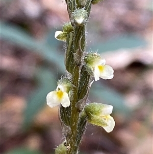 Zeuxine oblonga at Iluka, NSW - suppressed