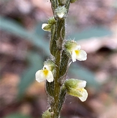 Zeuxine oblonga (Common Jewel Orchid) at Iluka, NSW - 10 Sep 2024 by Tapirlord