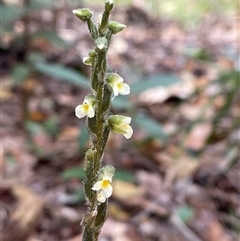 Zeuxine oblonga at Iluka, NSW - suppressed