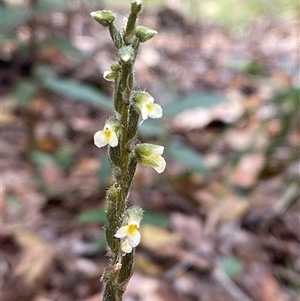 Zeuxine oblonga at Iluka, NSW - suppressed