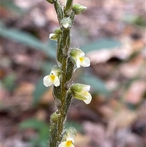 Zeuxine oblonga at Iluka, NSW - suppressed