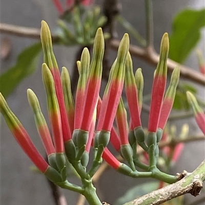 Amylotheca dictyophleba (Brush Mistletoe) at Iluka, NSW - 10 Sep 2024 by Tapirlord