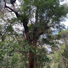 Corymbia intermedia (Pink Bloodwood) at Iluka, NSW - 10 Sep 2024 by Tapirlord