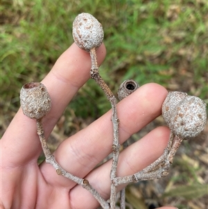 Corymbia intermedia at Iluka, NSW - 10 Sep 2024 10:49 AM