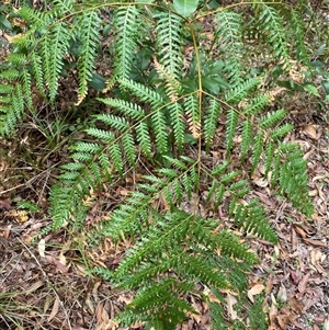 Pteridium esculentum (Bracken) at Iluka, NSW - 10 Sep 2024 by Tapirlord