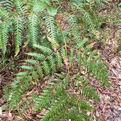 Pteridium esculentum at Iluka, NSW - 10 Sep 2024 10:47 AM