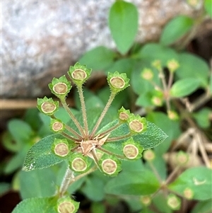 Pomax umbellata (A Pomax) at Iluka, NSW - 10 Sep 2024 by Tapirlord