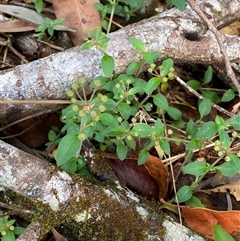 Pomax umbellata at Iluka, NSW - 10 Sep 2024 10:46 AM