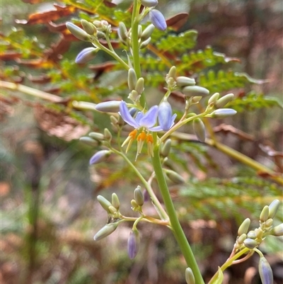 Dianella longifolia (Pale Flax Lily) at Iluka, NSW - 10 Sep 2024 by Tapirlord