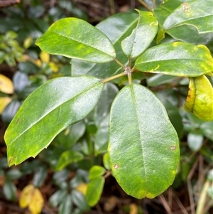 Cissus hypoglauca at Iluka, NSW - 10 Sep 2024 10:44 AM