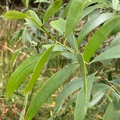 Acacia disparrima subsp. disparrima (Hickory Wattle) at Iluka, NSW - 10 Sep 2024 by Tapirlord